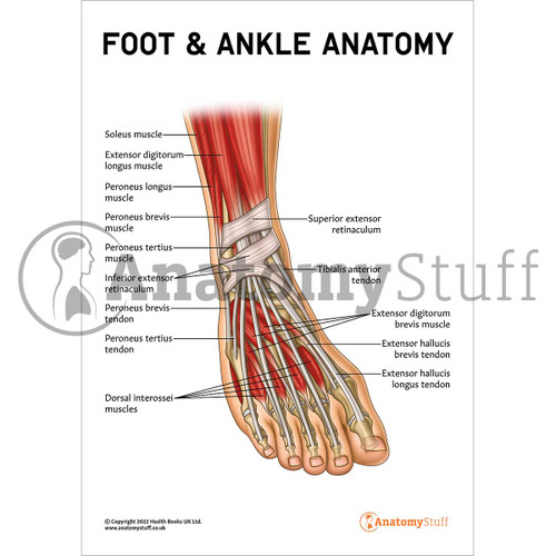 Foot & Ankle Anatomy Poster / Worksheet – Digital Download