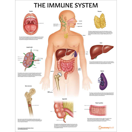 Immune System Anatomy Chart / Poster - Laminated