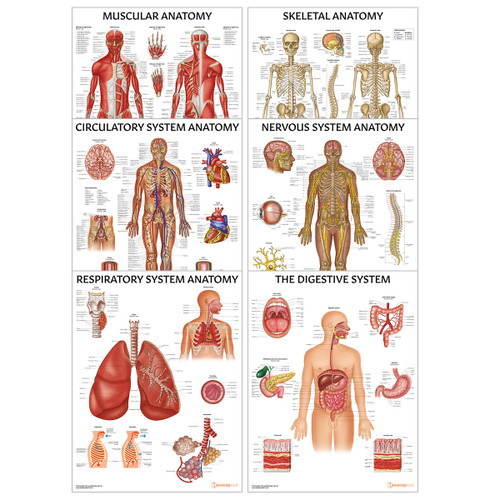 Organs Systems 6 Chart Collection