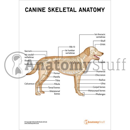 Canine Skeletal Anatomy Poster / Worksheet – Digital Download