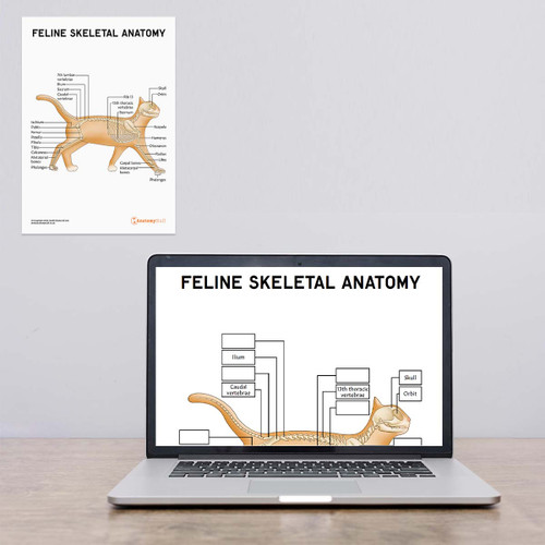 Interactive Cat Skeletal Anatomy PDF