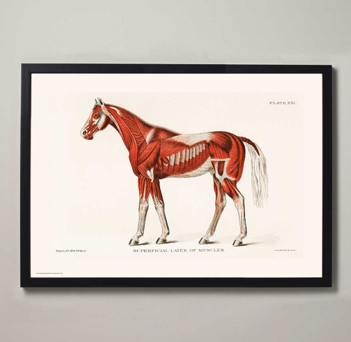 Vintage Horse Superficial Layer of Muscles Fine Art Print