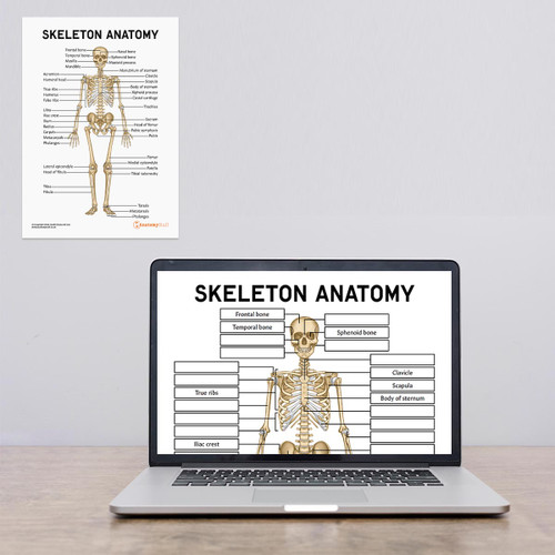 Skeleton Anatomy Worksheet