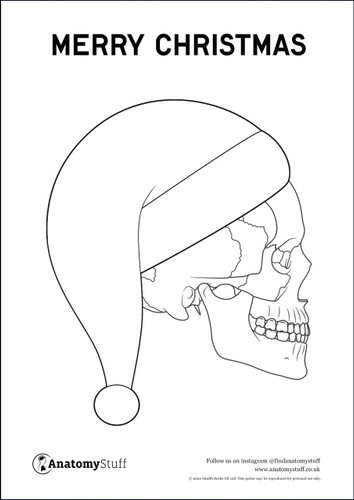 Printable Skull Anatomy PDF