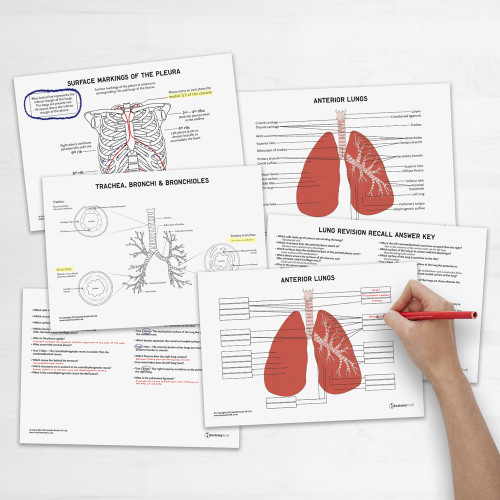 Lung Anatomy Revision Guide Concept Maps Labelled Guide