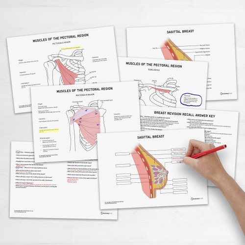 Female Breast Anatomy Revision Guide Concept Maps Labelled Guide