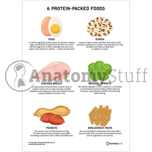 Colourful printable PDF showing 6 Protein-Packed Foods