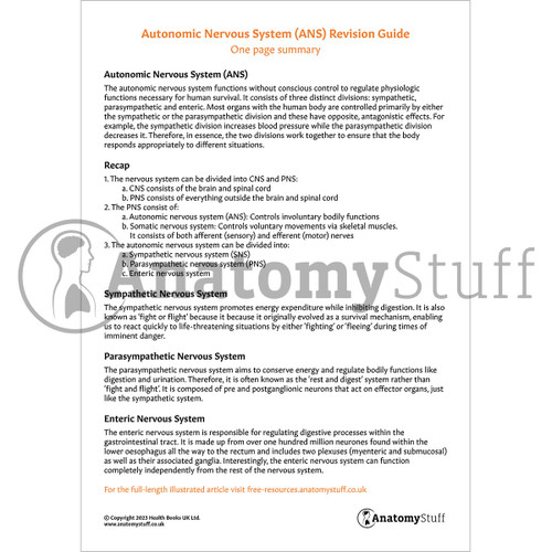 Autonomic Nervous System One Page Summary Revision Guide