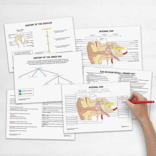 Ear Anatomy Revision Guide Concept Maps Labelled Guide