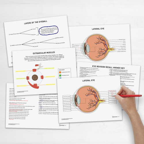 Eye Anatomy Revision Guide Concept Maps Labelled Guide