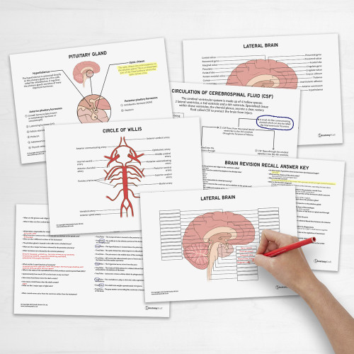 Brain Anatomy Revision Collection Concept Maps