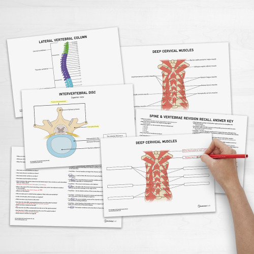 Spine & Vertebrae Anatomy Revision Guide Concept Maps Labelled Guide