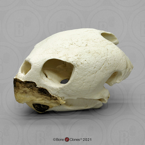 Loggerhead Sea Turtle Skull Model