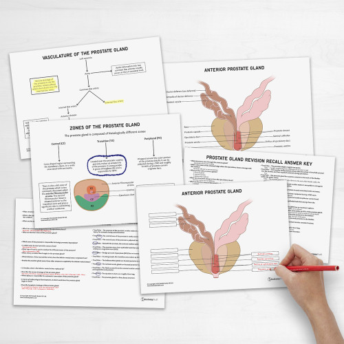 Prostate Gland Anatomy Revision Guide Concept Maps Labelled Guide