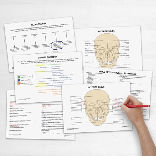 Skull Anatomy Revision Guide Concept Maps Labelled Guide