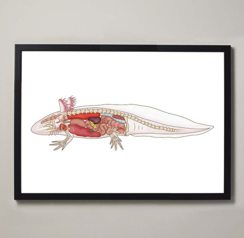 Axolotl Anatomy Framed Fine Art Illustration