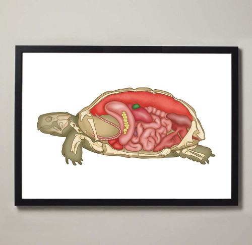 Framed Fine Art Illustration of a Tortoise