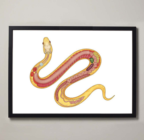 Framed Corn Snake Anatomy Fine Art Illustration