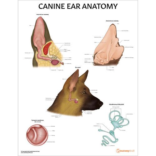 Canine Ear Anatomy Chart/Poster