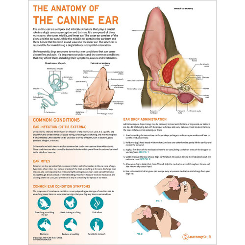 The Anatomy of the Canine Ear Chart/Poster