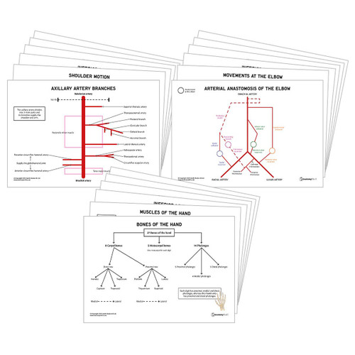 Upper Limb Anatomy Revision Pack