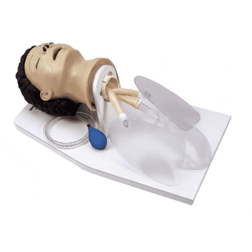 Adult Airway Management Trainer (with Stand)
