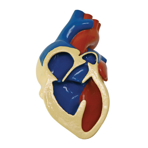 Tetralogy of Fallot Heart Model