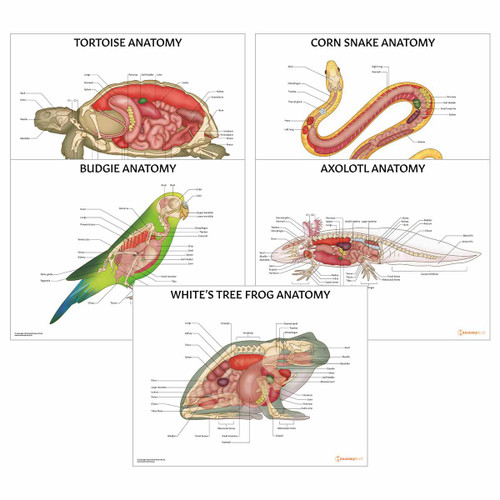 Exotic Pet Anatomy 5 Chart Collection