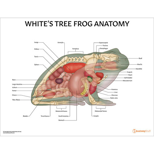 White's Tree Frog Anatomy Chart/Poster