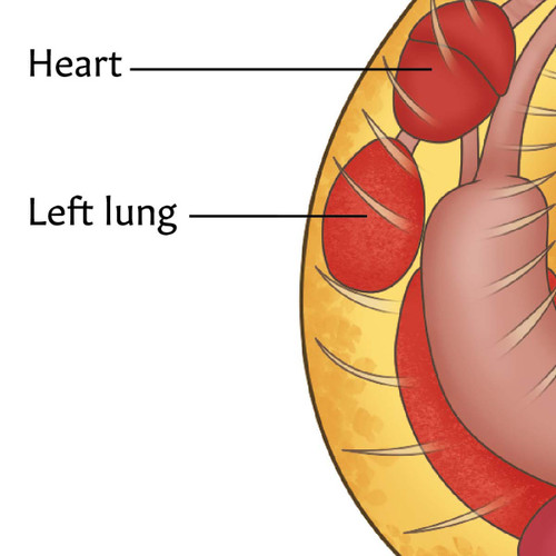 Zoom in of the corn snake anatomy chart showing the heart and left lung