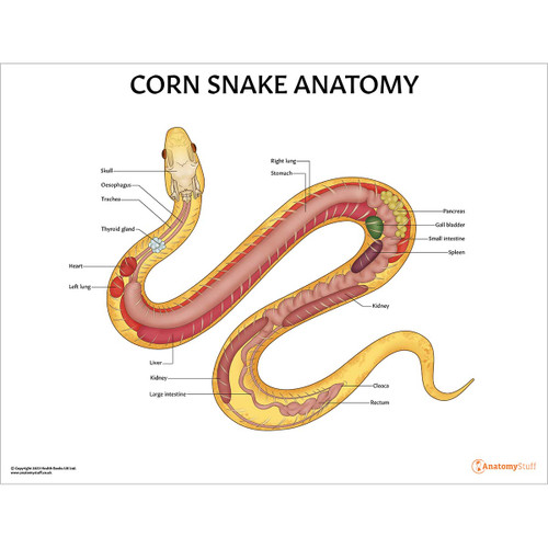 Corn Snake Anatomy Chart/Poster