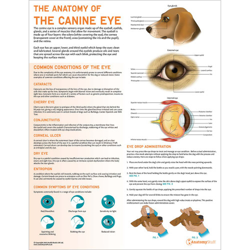 The Anatomy of the Canine Eye Chart/Poster