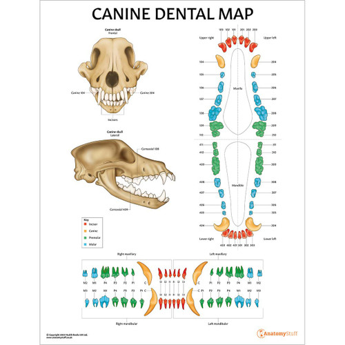 Canine Dental Map Chart/Poster