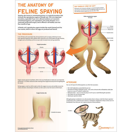 The Anatomy of Feline Spaying Chart/Poster