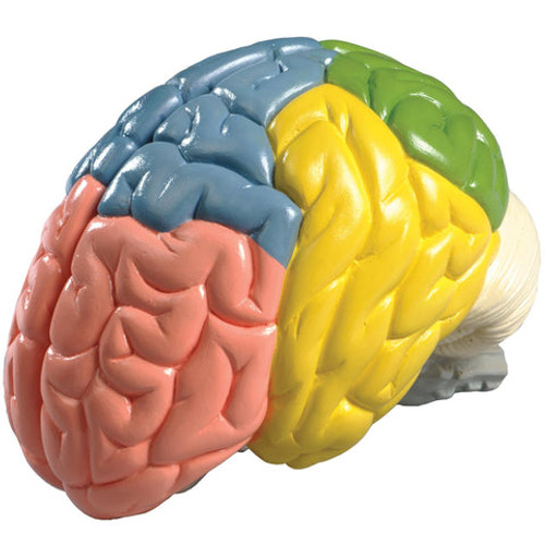 Colour-coded Brain Model