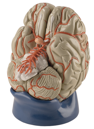 Deluxe Brain Model (8 part)