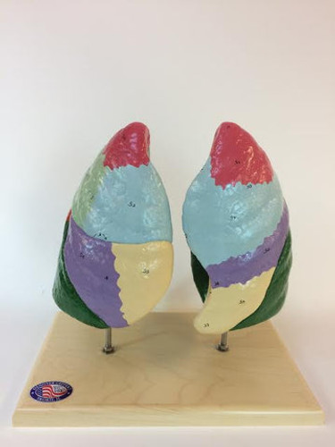 Colour-coded lungs model