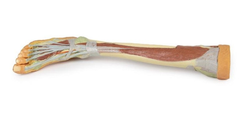 Lower Limb (Deep Dissection) 3D Printed Anatomy Model