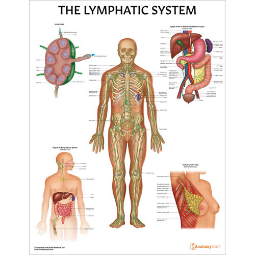 Lymphatic System Anatomy Laminated Chart/Poster