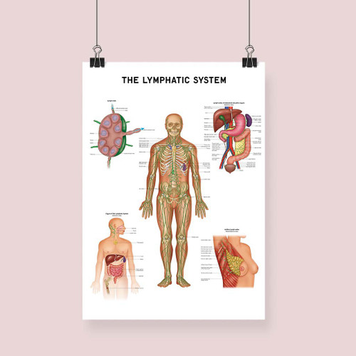 The Lymphatic System Fine Art Print