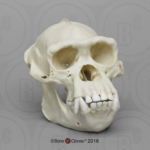 Male Chimpanzee Skull Model