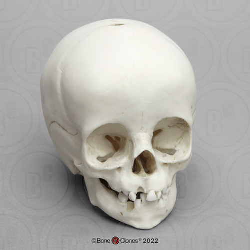 Child Skull Model (14 Month Old)