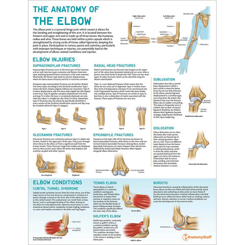 The Anatomy of The Elbow Chart / Poster - Laminated