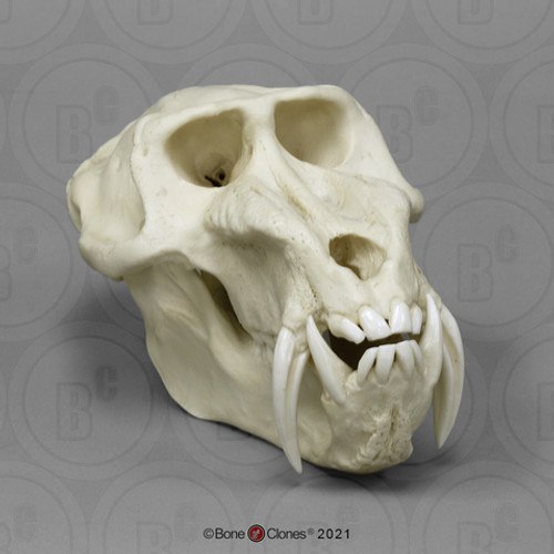 Mandrill Baboon Male Skull Model
