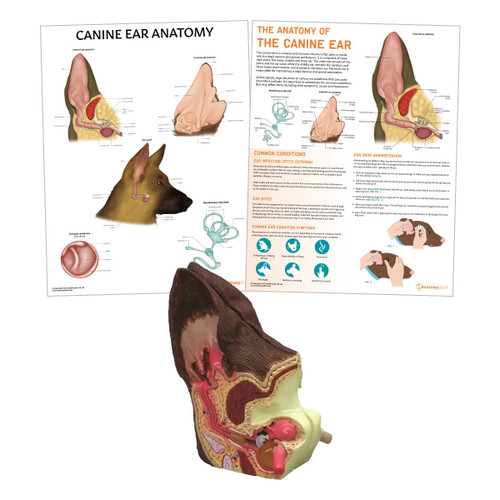 Canine Ear Anatomy & Pathology Collection