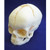 Foetal Skull Anatomical Model