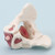 Male Pelvis and Pelvic Floor Model