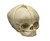 Foetal Skull Model (40.5 weeks) 4742