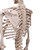 3B Scientific Skeleton Model