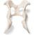 Dog Pelvis (Canis Lupus Familiaris)